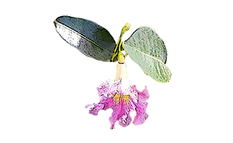 Roble Nativo